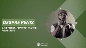 Penisul Uman: Anatomie, Funcții, Igiena, Probleme