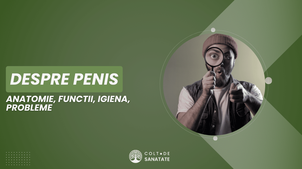 Penisul Uman Anatomie, Funcții, Igiena, Probleme
