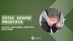 Prostata la Bărbați:Ce este, Anatomie, Funcții & Afecțiuni