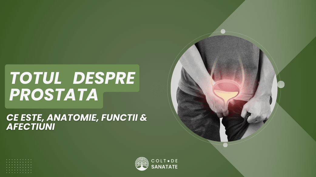 Prostata la Bărbați:Ce este, Anatomie, Funcții & Afecțiuni